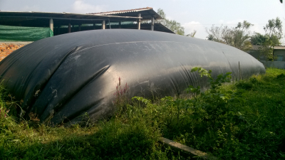 Hầm ủ HDPE thu hồi khí biogas từ mô hình xử lý bột kết hợp với chăn nuôi heo